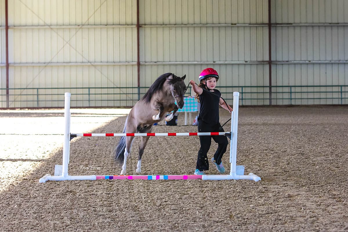 American Miniature Horse Association Championships