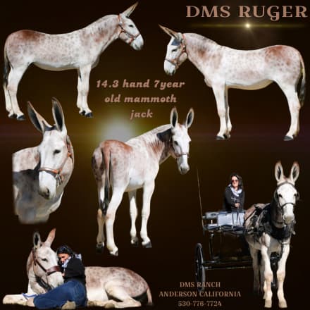 DMS Ruger (Ruger)