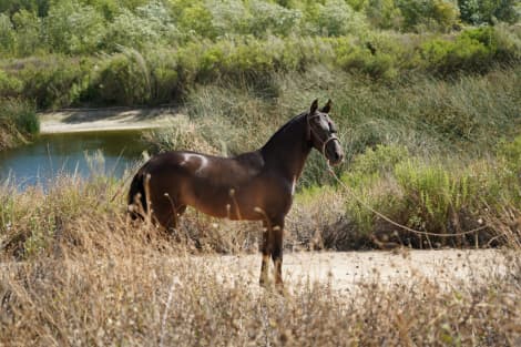 AMOROSA DE OLMOS (Amorosa)