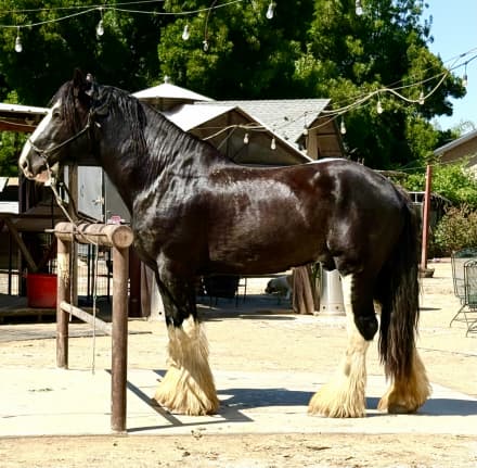 Brand Valley’s Sir Axle (Bro)