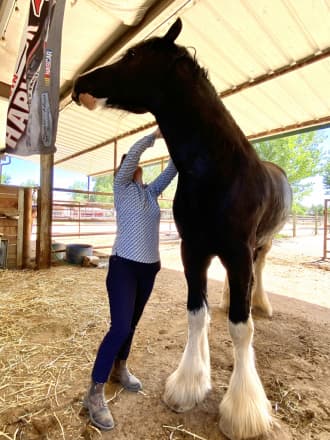 Brand Valley’s Sir Axle (Bro)