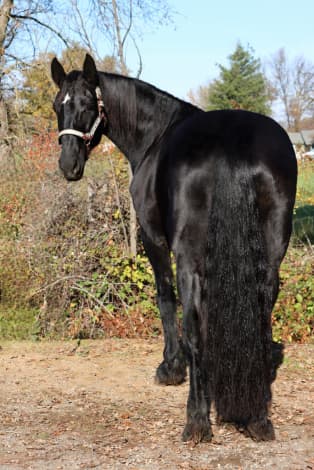 Zena (Zena)