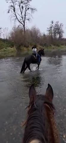 Zena (Zena)
