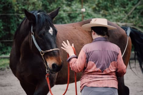 Gentle Canadian Horse (Thunder)