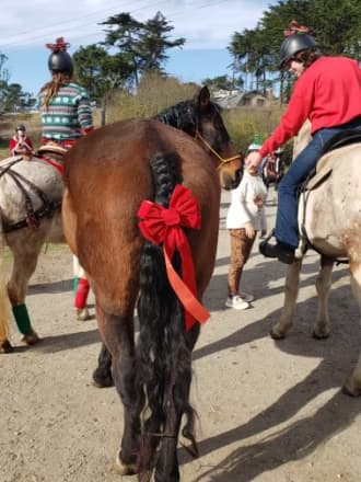 Gentle Canadian Horse (Thunder)