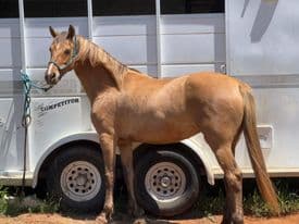 Silverado's Sweet Rose (Rose)
