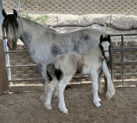 Gypsy Andalusian Mare with Filly at side (Georgia)