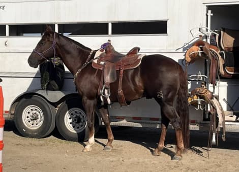 SIX MOONS WRANGLER (PYRO)