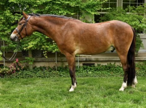 Clarecastle Artic Thunder (Blaze)