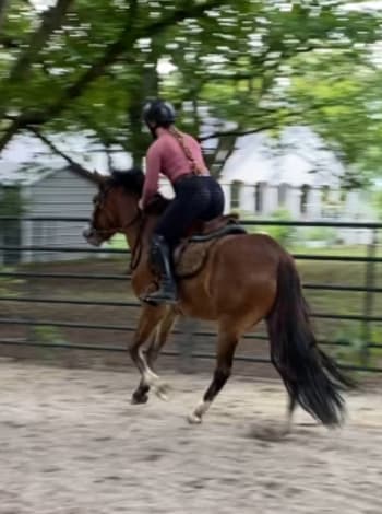 Clarecastle Artic Thunder (Blaze)