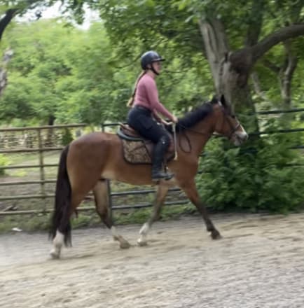 Clarecastle Artic Thunder (Blaze)