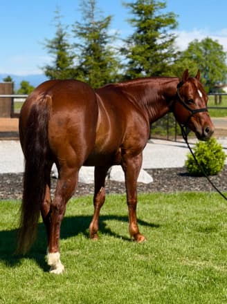 Americat Shining (Denali)
