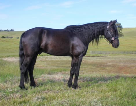 KELSO SILVER COLLINS (Legend)