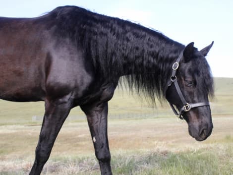KELSO SILVER COLLINS (Legend)
