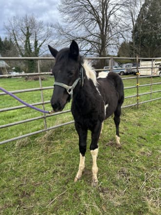 REBBECCA ELIGIBLE FOR APHA REGISTRATION (REBBECCA)