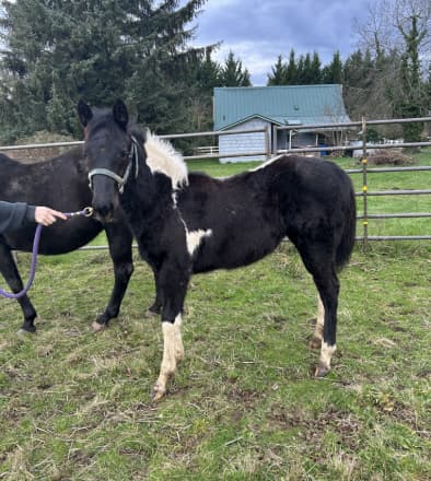 REBBECCA ELIGIBLE FOR APHA REGISTRATION (REBBECCA)