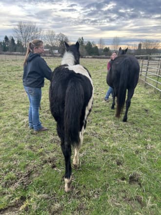 REBBECCA ELIGIBLE FOR APHA REGISTRATION (REBBECCA)