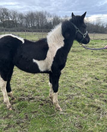 REBBECCA ELIGIBLE FOR APHA REGISTRATION (REBBECCA)