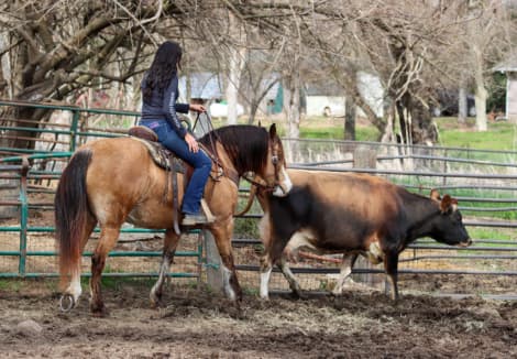 Beautiful buckskin draft cross mare (Lucy)