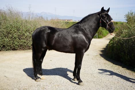 Black Jack EG