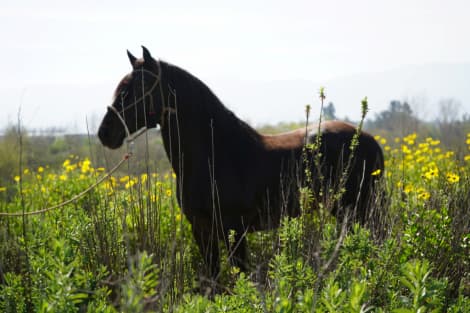 Black Jack EG