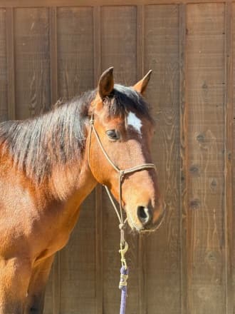 ✨BOWIE — A Truly Special Mustang ✨