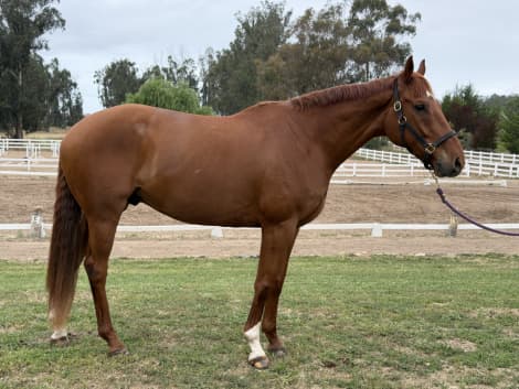 Rimrock (Rocky)
