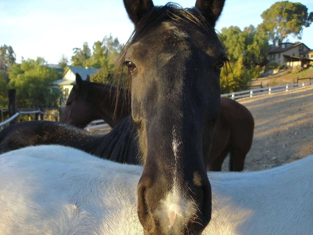 Select Equine Veterinary Services