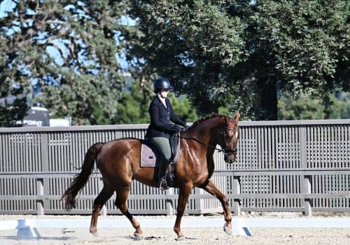 Beare Equestrian