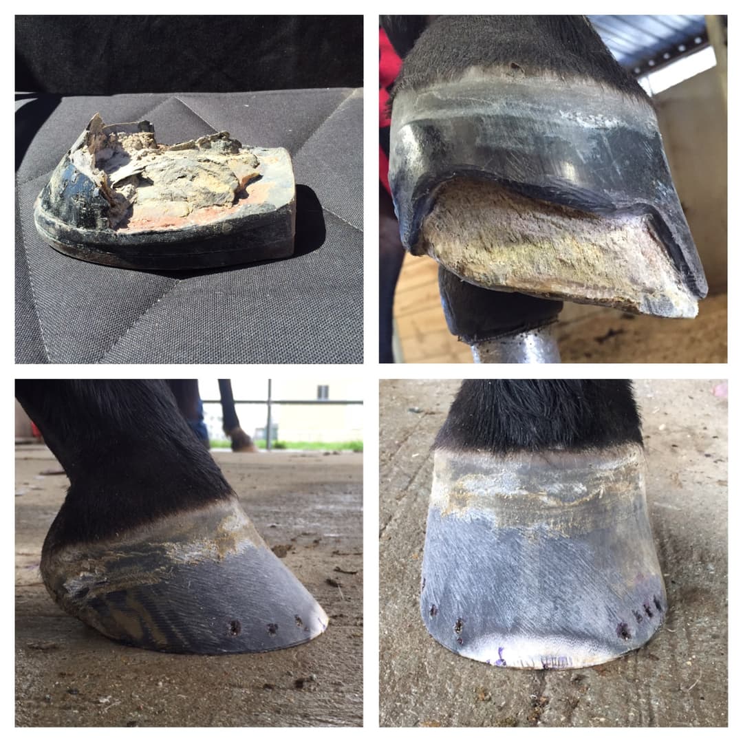Mike Hayward Horseshoeing