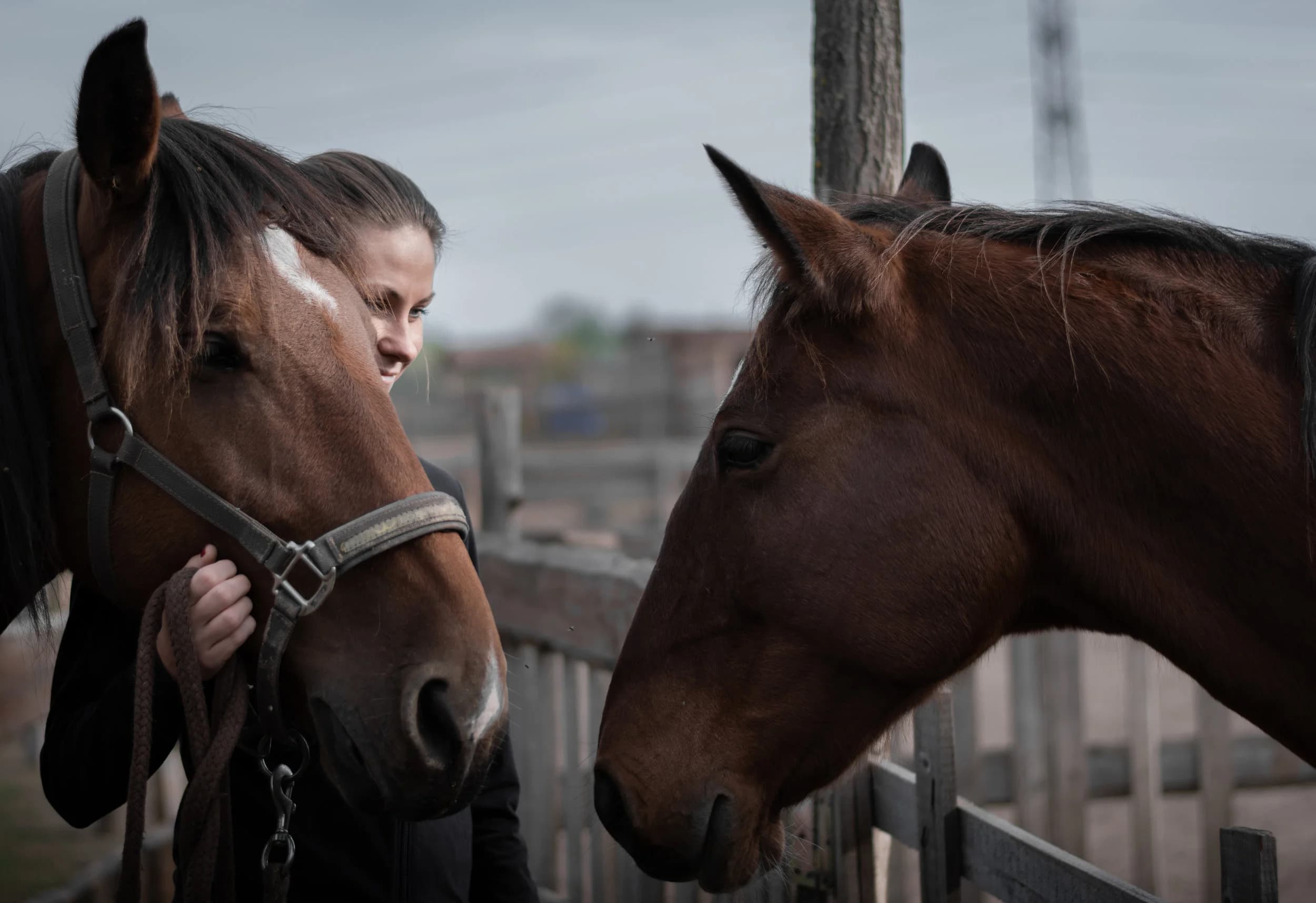 Artaurus Equine Clinic - Dr. Robert Steere