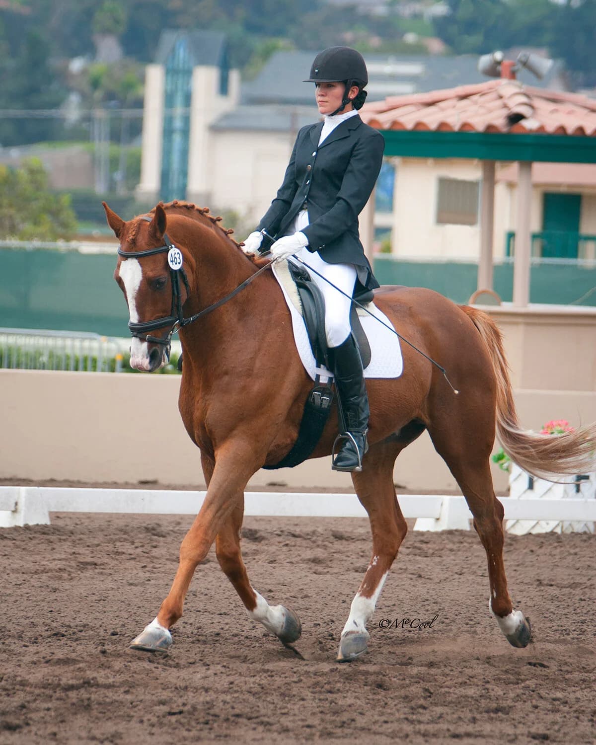 Dreamtime Sport Horses - Bethany Wallace